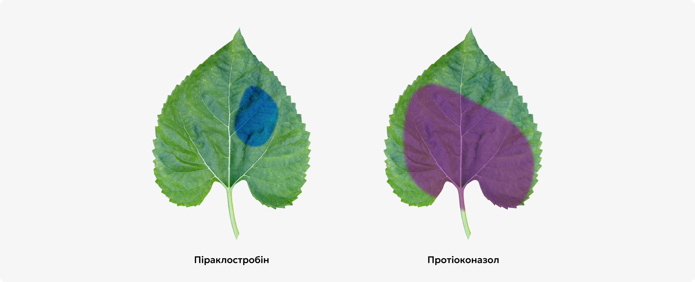 Мобільність Елантро у листках Мобільність Елантро у листках