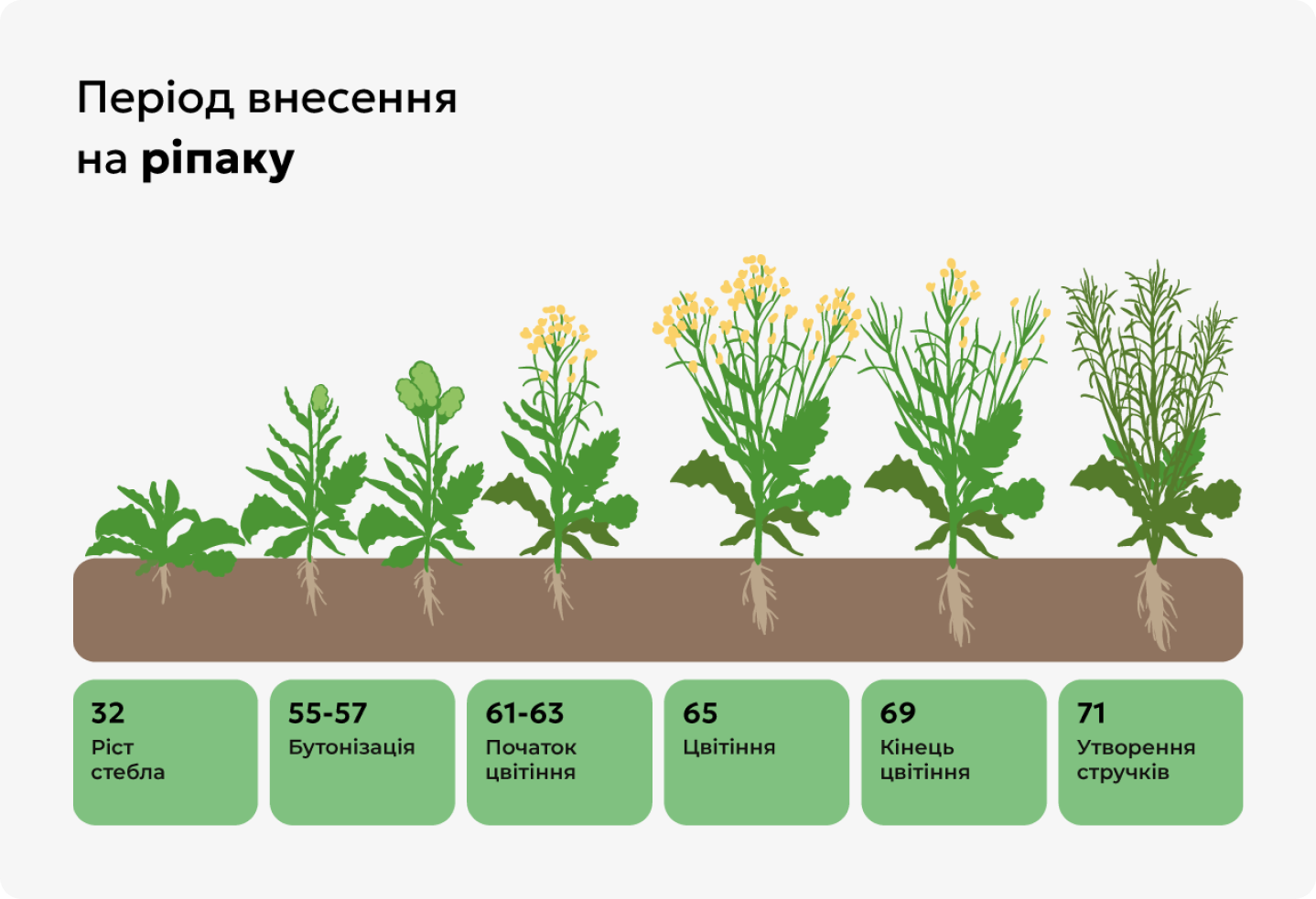 Період внесення Елантро на ріпаку Період внесення Елантро на ріпаку