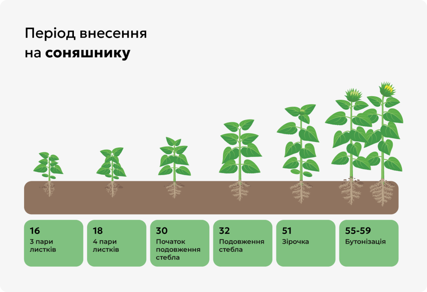 Період внесення на соняшнику Період внесення на соняшнику
