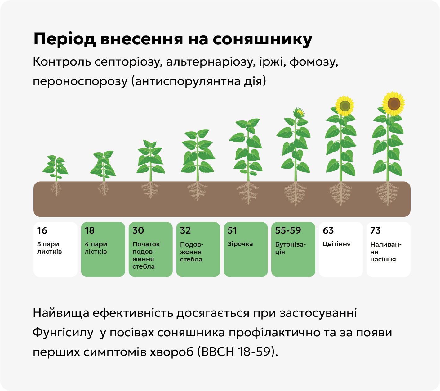 Період внесення на соняшнику Т2 Період внесення на соняшнику Т2