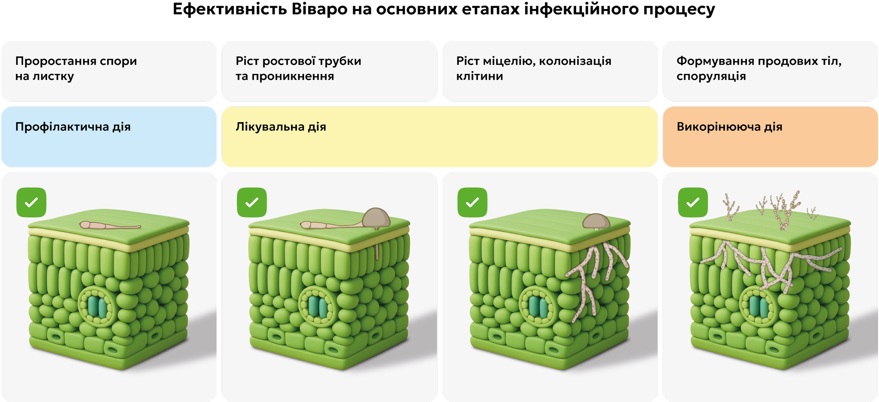 Ефективність Віваро на етапах інфекційного процесу Ефективність Віваро на етапах інфекційного процесу